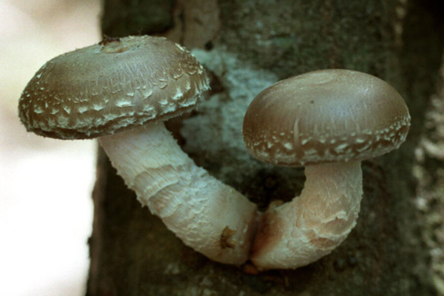 Shiitake Mushroom Price, 2023 Shiitake Mushroom Price Manufacturers &  Suppliers