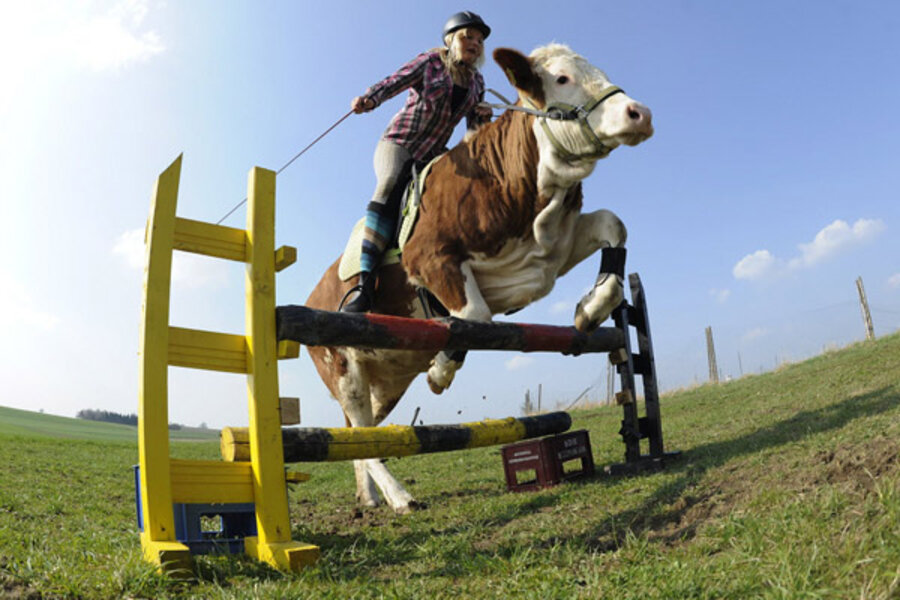 Cow that can jump makes riding dreams come true