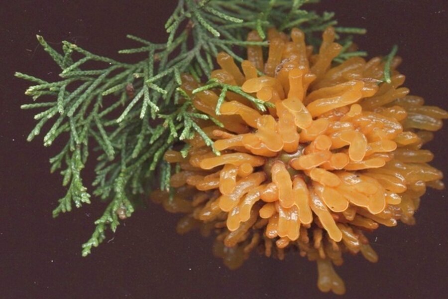 Niche Apple Rust Coping with cedar apple rust - CSMonitor.com