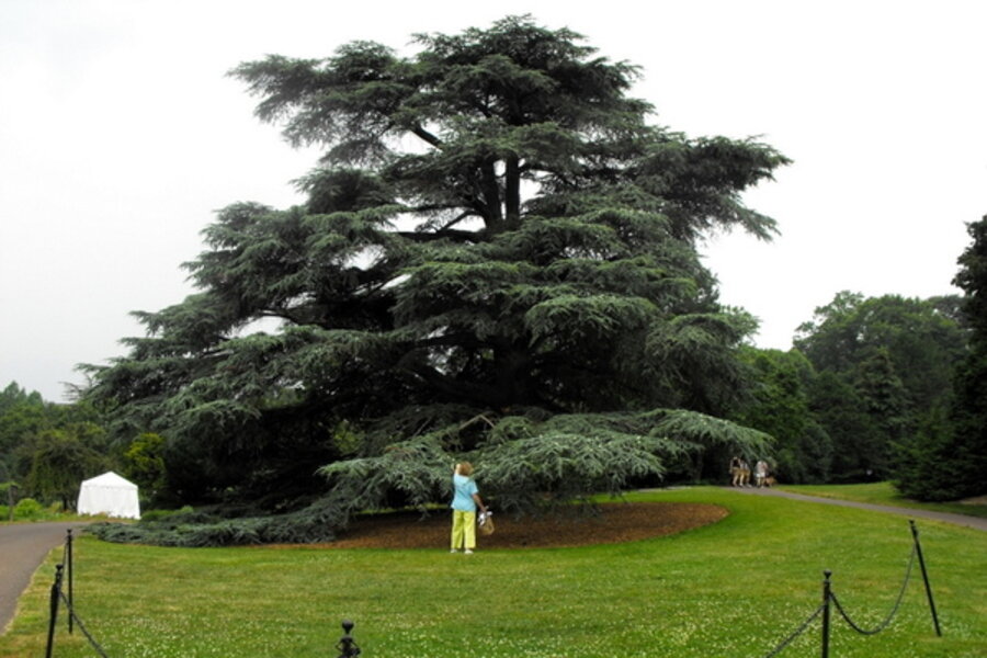 Thoughts About Trees For Arbor Day And All Year Round Csmonitor Thoughts About Trees For Arbor Day And All Year Round