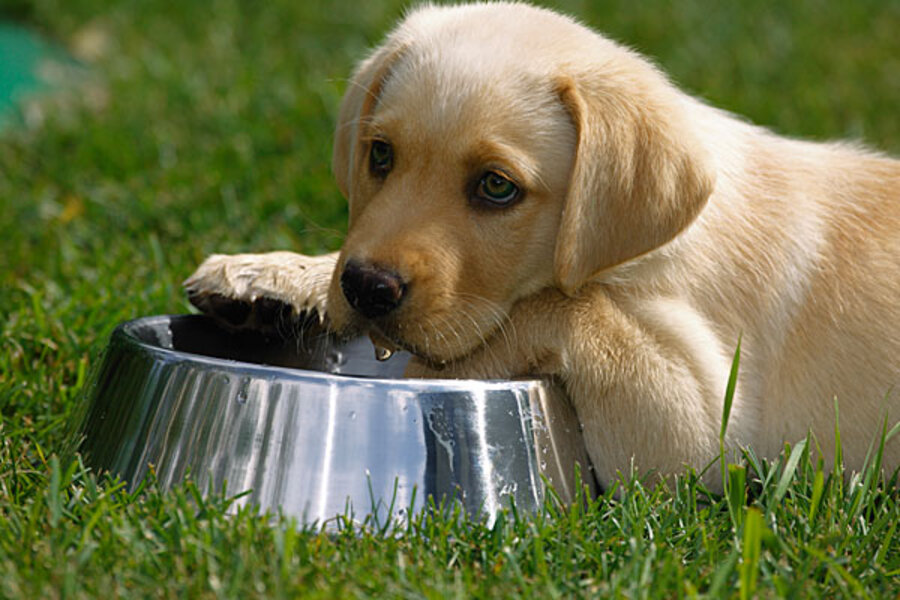 can puppies drink bottled water