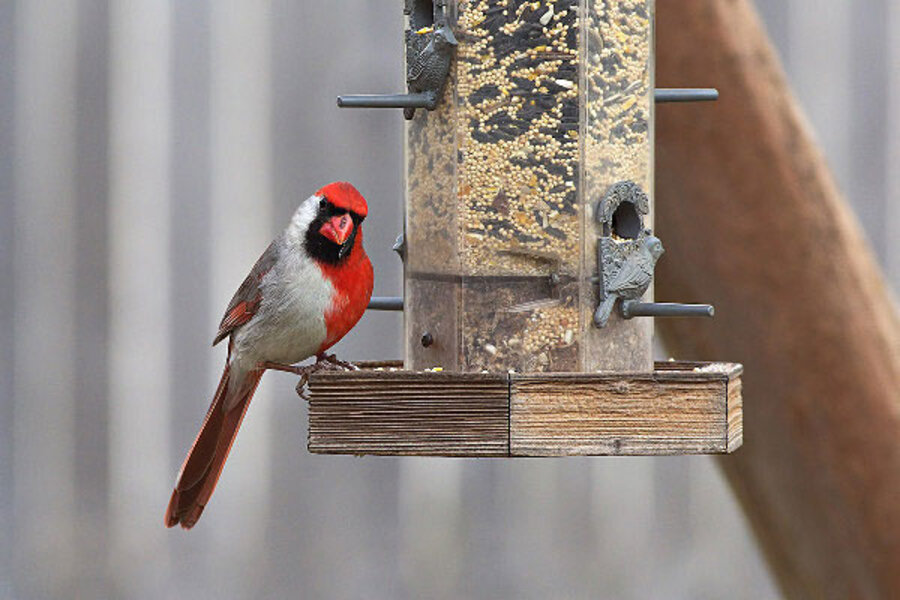 Wildlife Photographer Snaps Photo Of Transvestite Bird Csmonitor Com