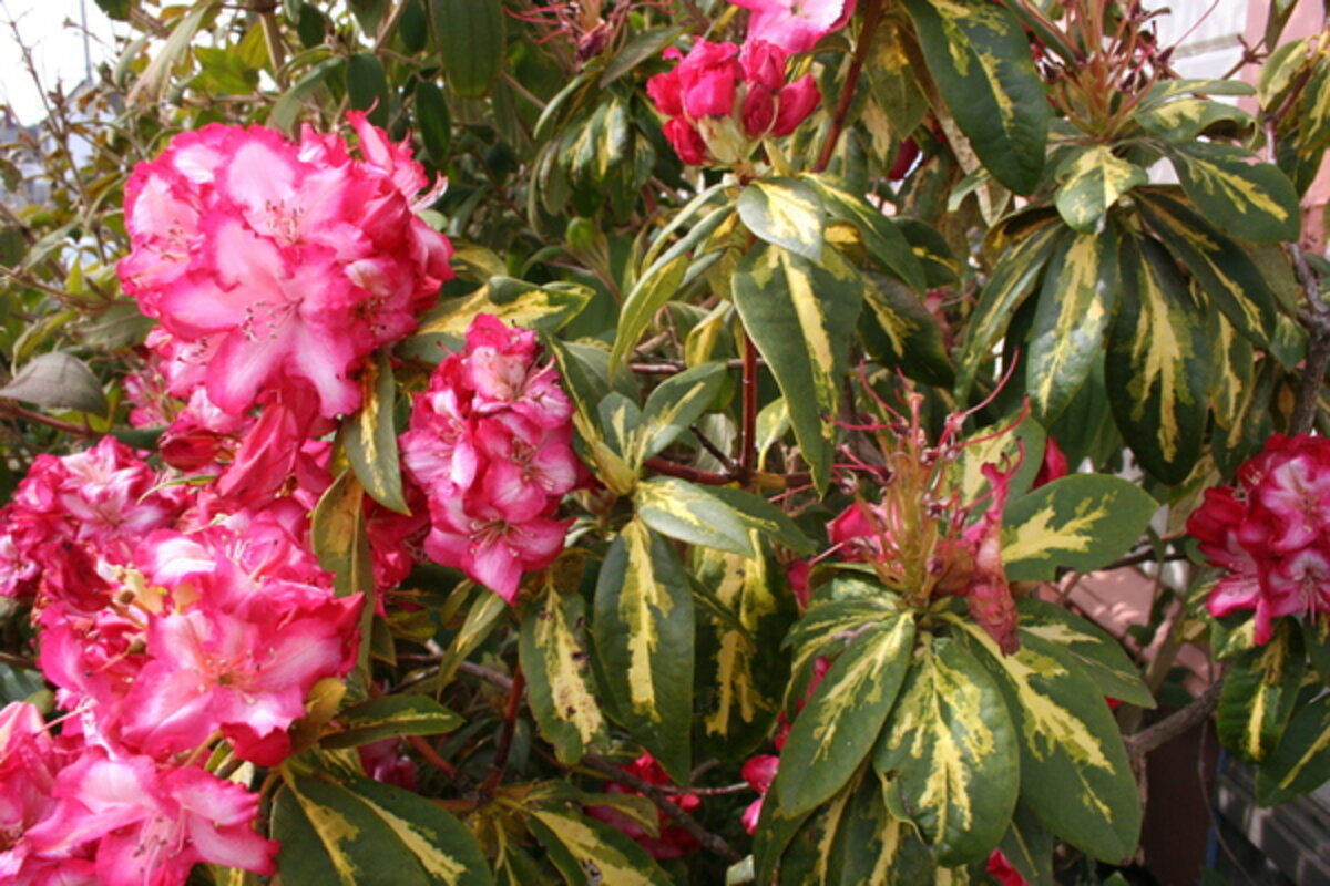 Variegated rhododendrons: A 'wow' factor in the landscape - CSMonitor.com