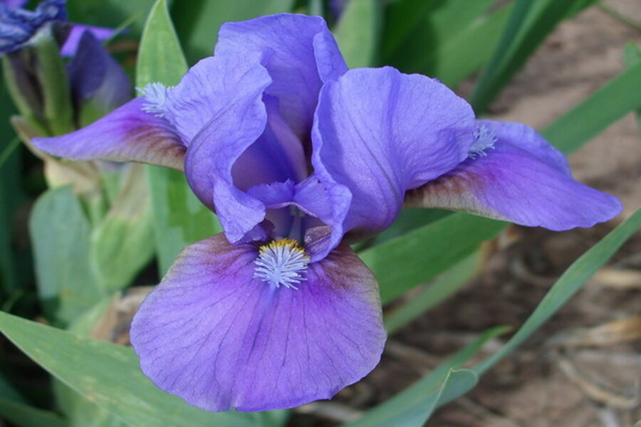 Dwarf bearded irises offer gardeners many advantages - CSMonitor.com