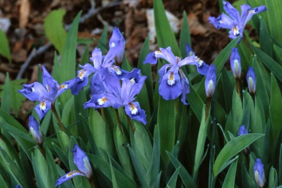 Iris cristata, a native plant, is a charmer in the shade garden ...