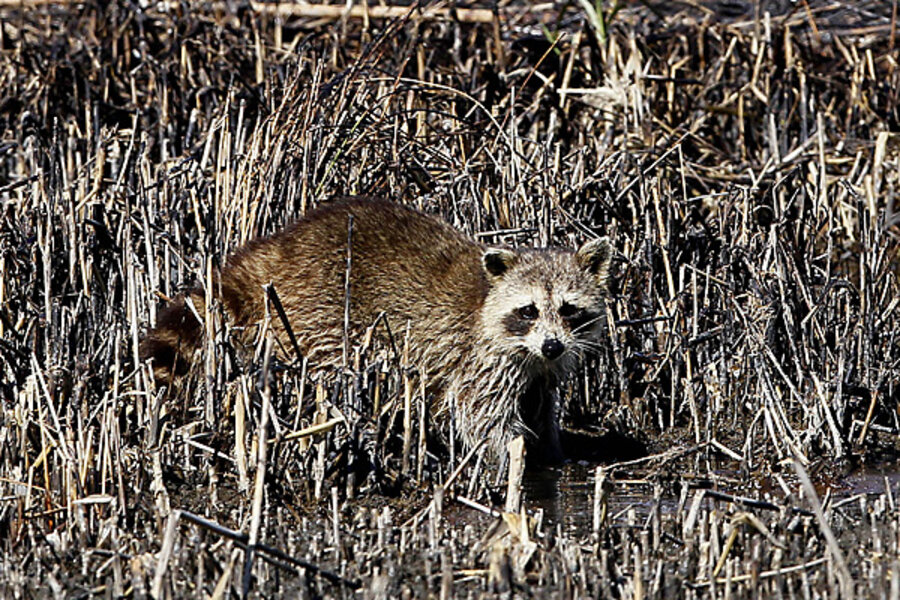 What a dead raccoon can teach about incentives and property rights -  