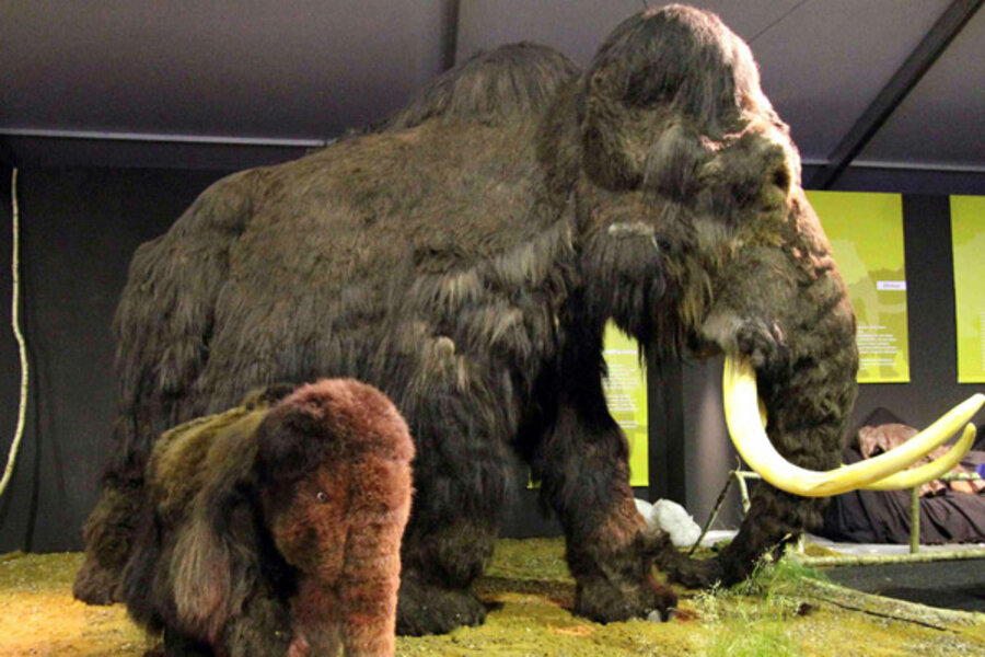 Has anybody ever gotten the elephant/mammoth exhibit combination