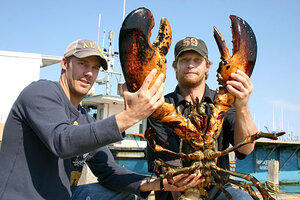 How Large Can Lobsters Grow? Big! But No One Knows How Big. - CSMonitor.com