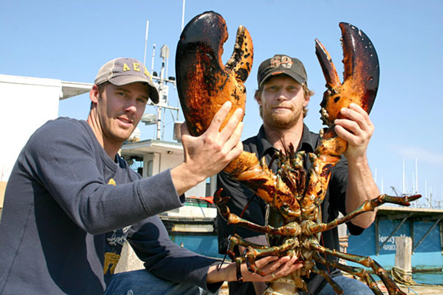 Giant Live Lobster