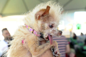 ugly chinese crested dog