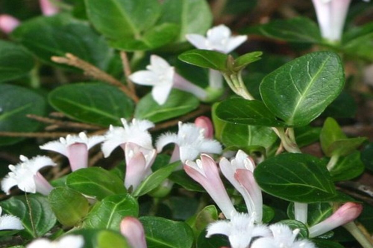 RPartridgeberry.JPG?alias=