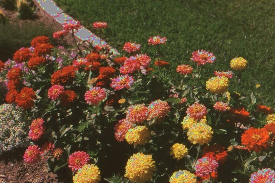 Grow Your Own Cut Flowers In Southern California Csmonitor Grow Your Own Cut Flowers In Southern California