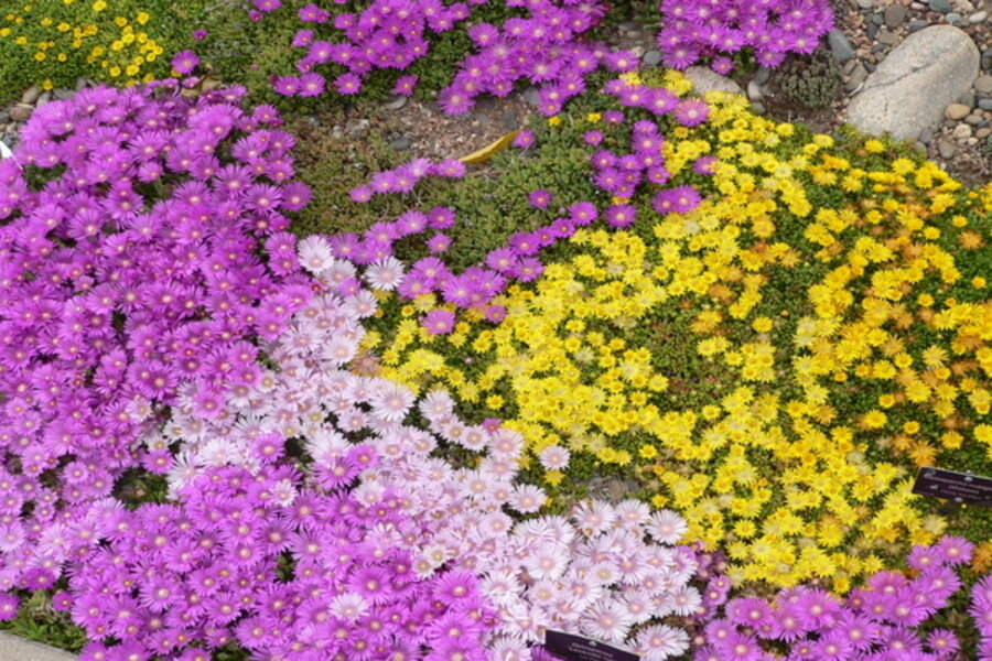 Hardy Ice Plants Produce A Vivid Display In Western Gardens Csmonitor Com