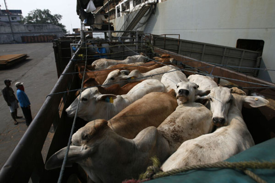Australia considers livestock ban to Indonesia due to animal cruelty -  