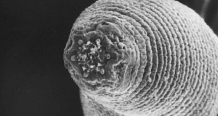 Worms from Hell: How deep do they dig?