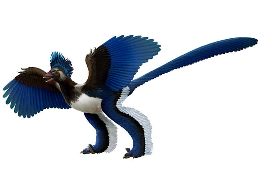 Archaeopteryx may not have been a bird, but just a feathery dinosaur ...