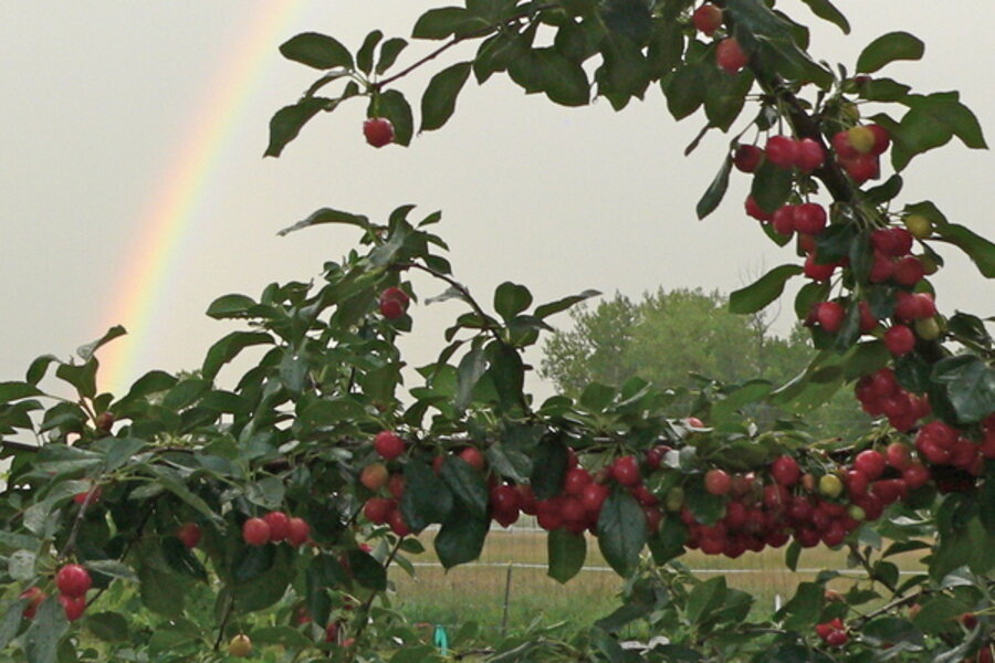 Growing cherries on the Colorado Front Range