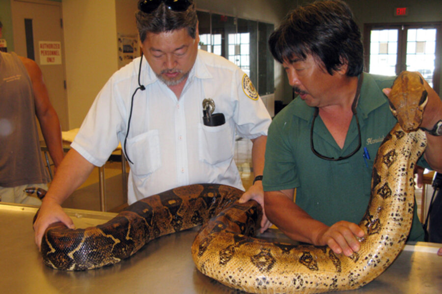 Hawaii Snakes Smuggled Reptiles Threaten Islands Fragile