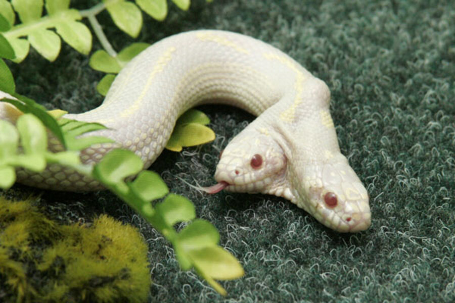 Two-headed snake on display at Ukrainian zoo - CSMonitor.com