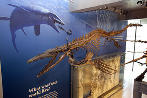 mosasaur