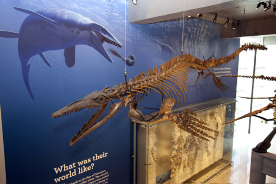 Mosasaur: How a reptile came to dominate the seas 