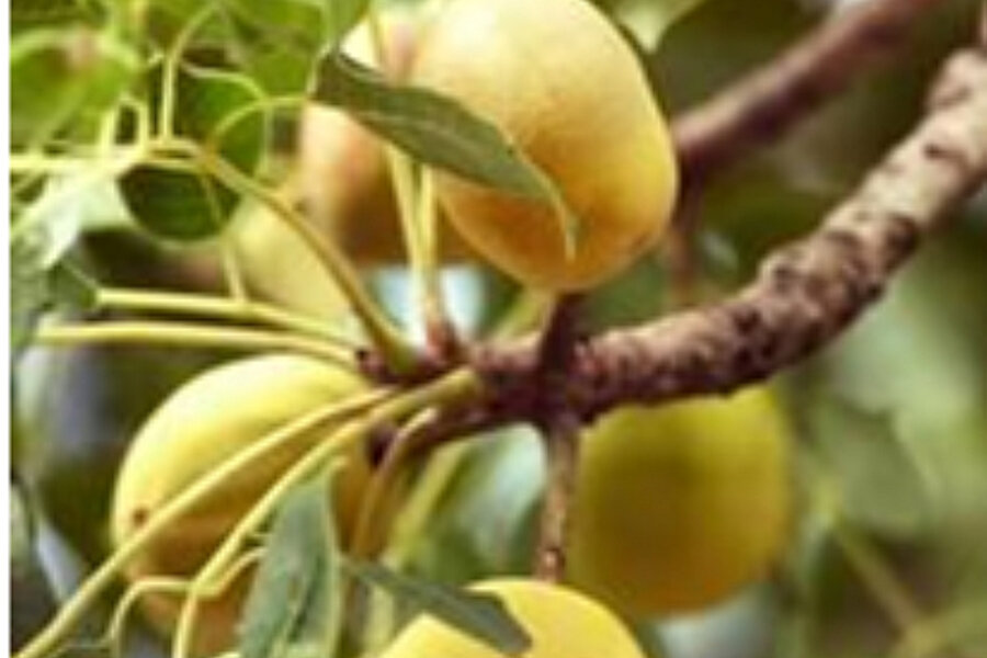 Fruit and nut trees in zimbabwe