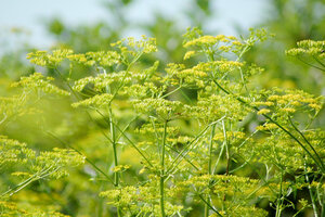 invasive plants