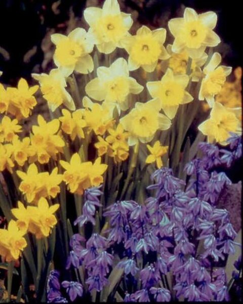 Which Spring Flowering Bulbs Do Well In Southern California Which Spring Flowering Bulbs Do Well In Southern California