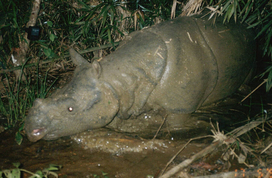 Javan rhino goes extinct in Vietnam after last rhino poached