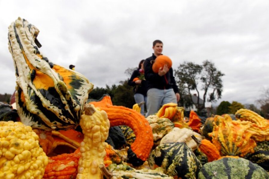 Pumpkin shortage for East Coast's Halloween. Nah! Really?