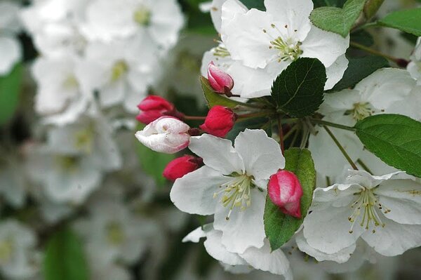 How To Choose The Best Crab Le Tree Csmonitor Crab Le Flowers Are Impressive In Spring But They Don T Last Too Long So It S Best To Choose A Tree For Other Reasons Including Fruit