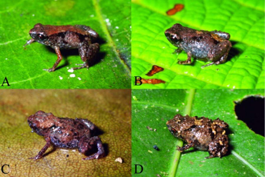 Penny-sized frogs are world's smallest 